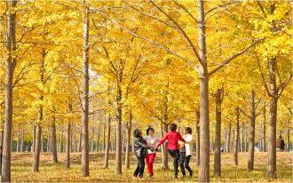 朱权利 | 深秋，我在赏着片片金黄的银杏叶-南方文苑网