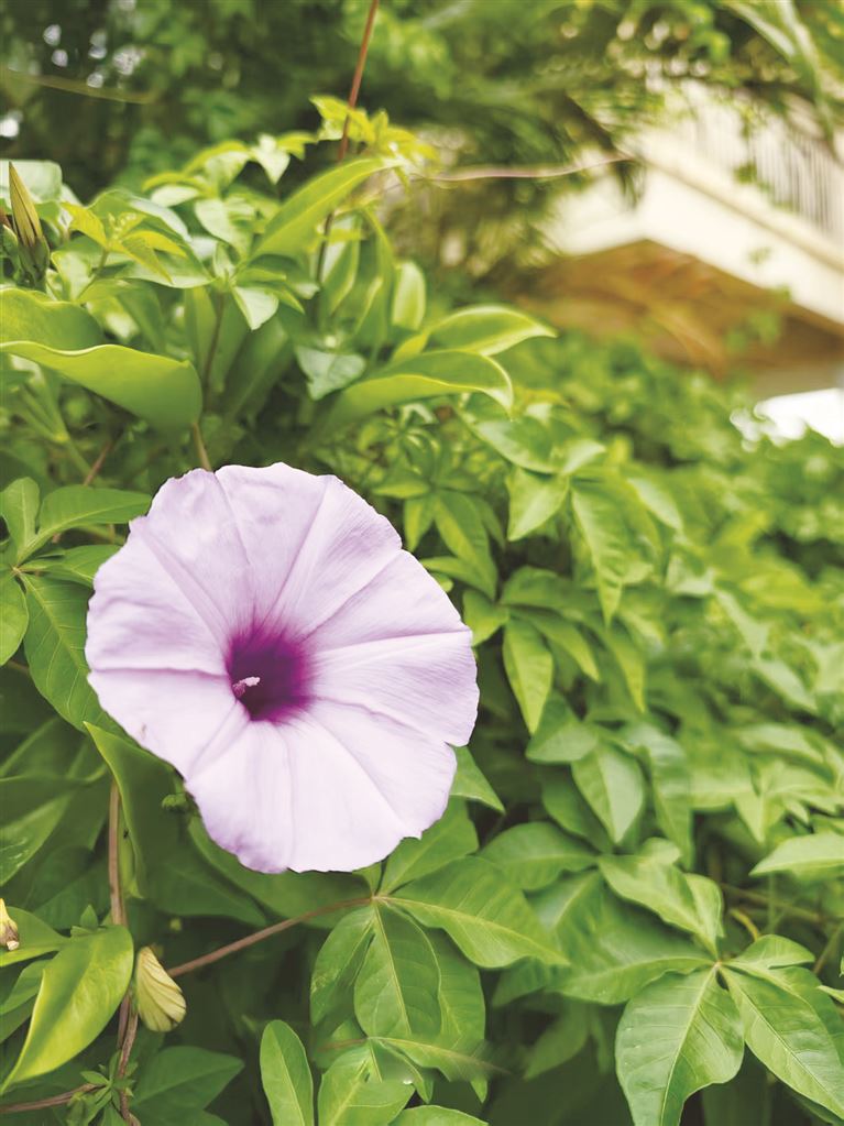 覃卫延 | 有一朵花，在等待（外二首）-南方文苑网