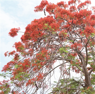 秦庸庸 | 凤凰花下执灯人-南方文苑网