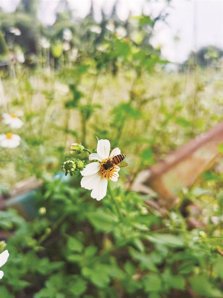 韦雯菠 | 蜂间岁月-南方文苑网