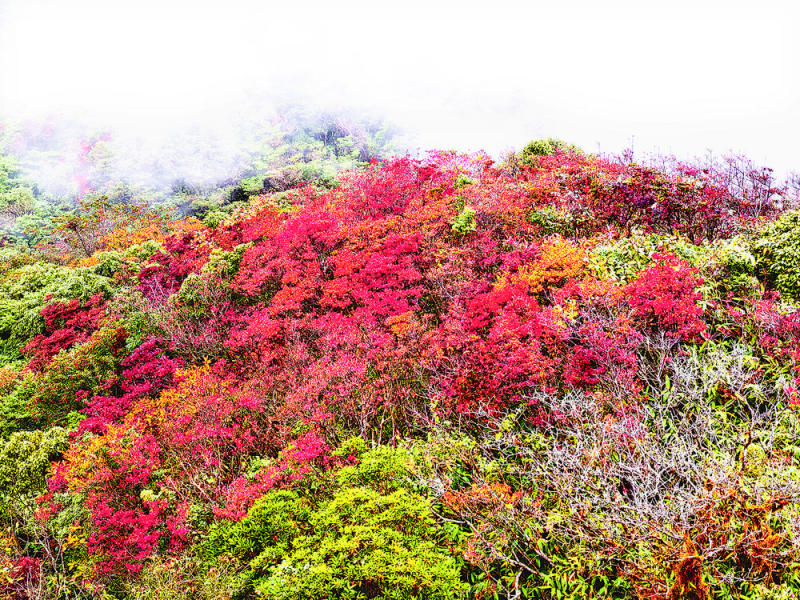 张少康 | 岑王老山杜鹃红-南方文苑网