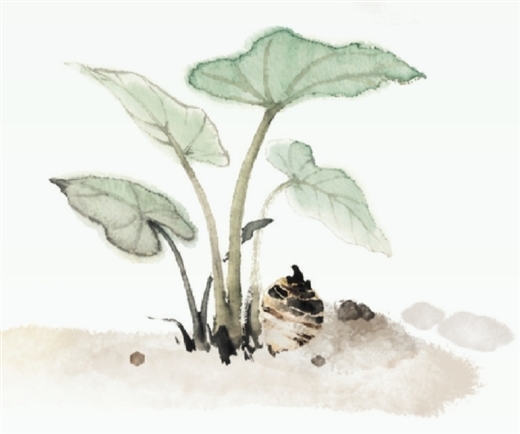 刘洁 | 博白酸芋苗：舌尖上的田园诗-南方文苑网