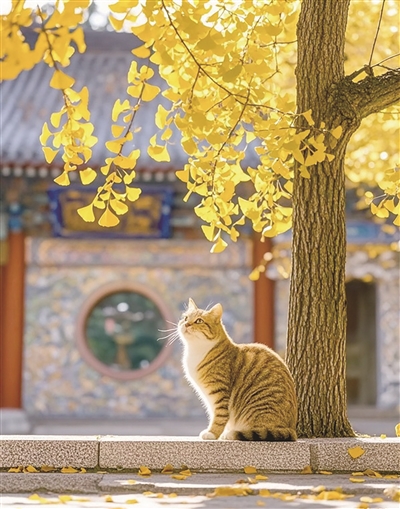 郑华影 | 银杏的金黄-南方文苑网