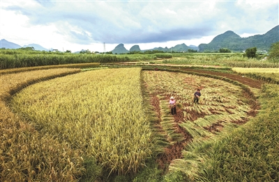 唐丽明 | 稻香深处忆童年-南方文苑网