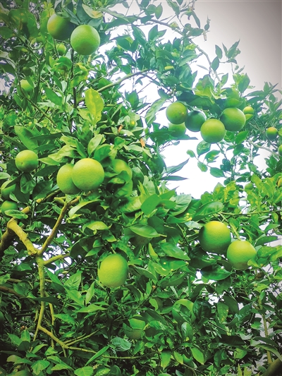 梁发奋 | 行走在秋天的沃野上-南方文苑网