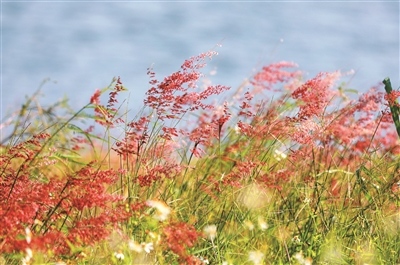 战继和 | 群里温情暖北海-南方文苑网