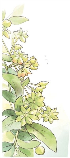 莫仕庆 | 最忆明山八角香-南方文苑网