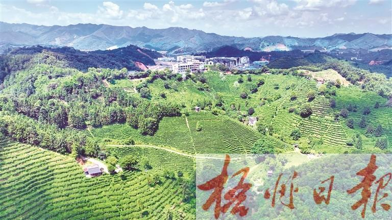 老川 | 小镇茶香-南方文苑网