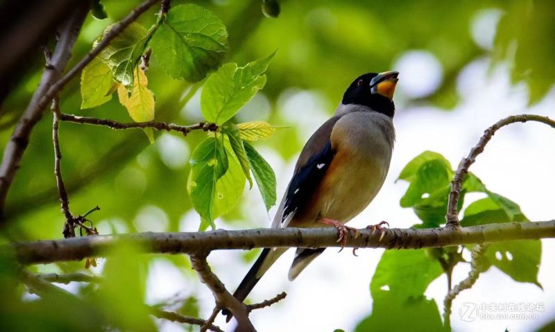 陆志峰 | 生活随笔：楼下的鸟儿和老人们-南方文苑网