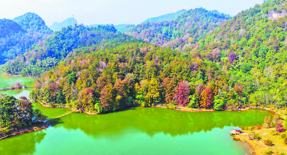 德保枫叶别样红