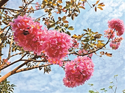 邹凯丽 | 烂漫满枝-南方文苑网