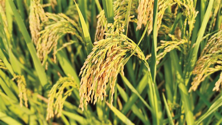 余晓玲 | 被困住的八分责任田-南方文苑网