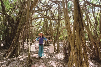 战继和 | 风吹榕树沙沙响-南方文苑网
