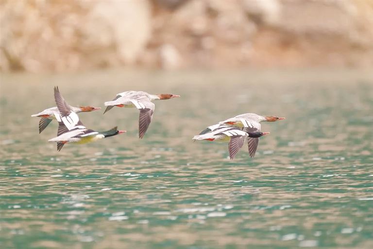 周景河 | 鸟邻居-南方文苑网