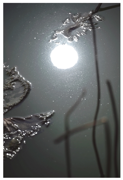 一塘残荷 半帧水墨02