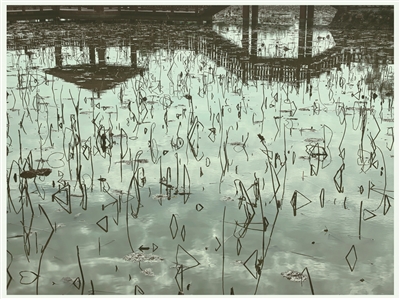 一塘残荷 半帧水墨04