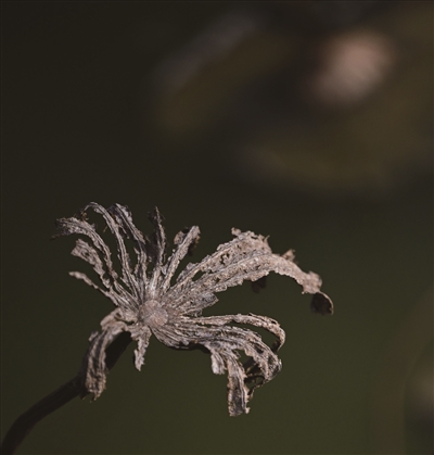 一塘残荷 半帧水墨05