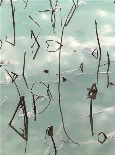 一塘残荷 半帧水墨06