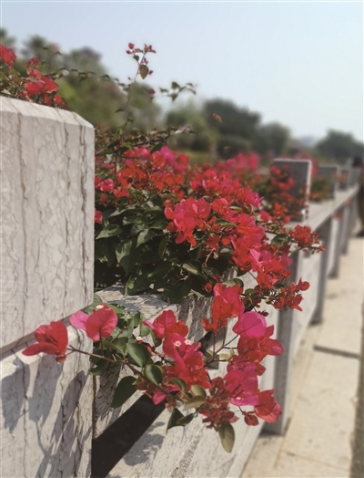 吴永煌 | 三角梅-南方文苑网