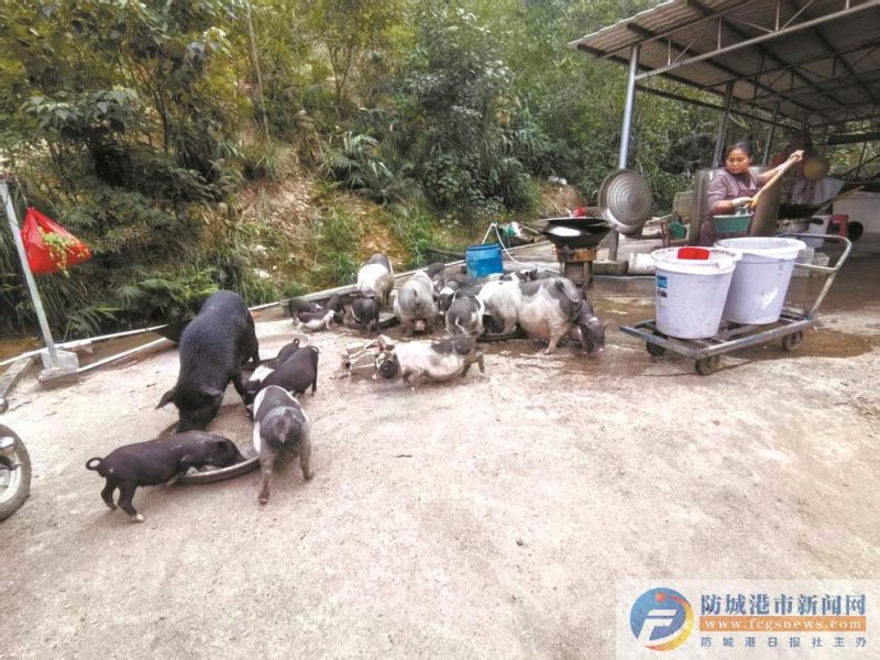 刘子信 | 故乡的猪-南方文苑网