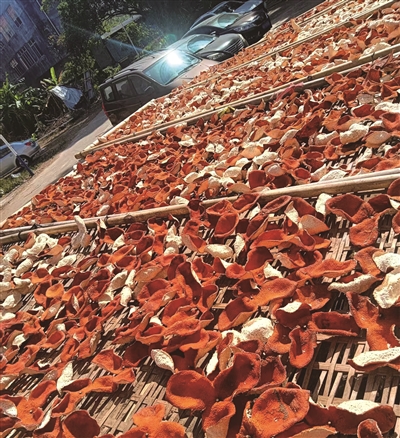 劳朝霞 | 浦北陈皮香-南方文苑网