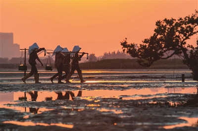 黄传艺 | 红树林间捉稳鱼-南方文苑网