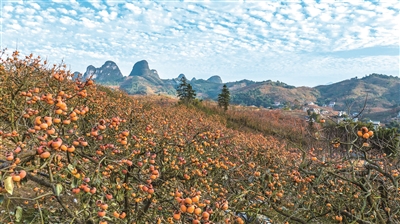 周瑞 | 柿红杏黄好“丰”景-南方文苑网