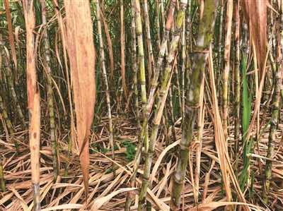 邹凯丽 | 蔗海绿浪甜满乡-南方文苑网