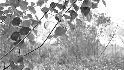 刘志宁 | 乌桕树叶红了，你回家过年了吗-南方文苑网