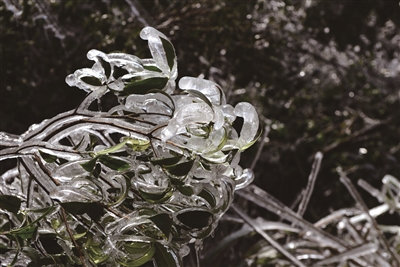 冰肌玉骨映晴光5