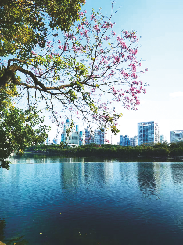 蓝飞燕 | 凤凰花之忆-南方文苑网