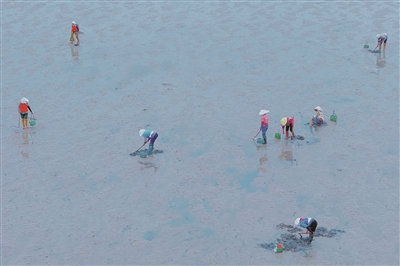 冯枝 | 北海沙虫-南方文苑网