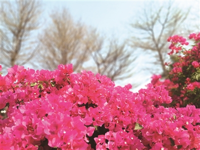 黄建实 | 合浦的冬天-南方文苑网