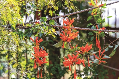 蔺淑华 | 炮仗花开-南方文苑网