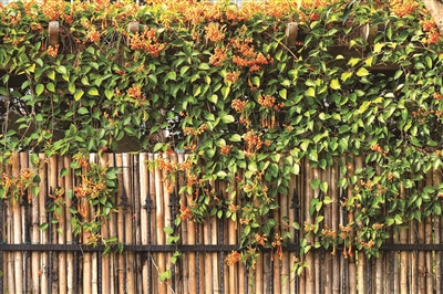 廖德全 | 炮仗花开满庭春-南方文苑网